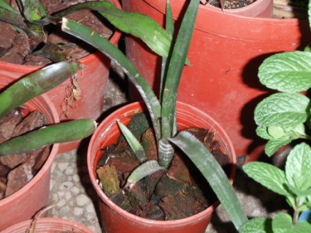 «ö¦¹¦b·sµøµ¡ÂsÄý¹Ï¤ù