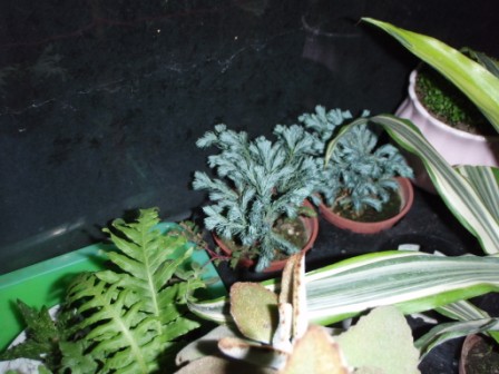 «ö¦¹¦b·sµøµ¡ÂsÄý¹Ï¤ù