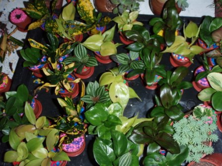 «ö¦¹¦b·sµøµ¡ÂsÄý¹Ï¤ù