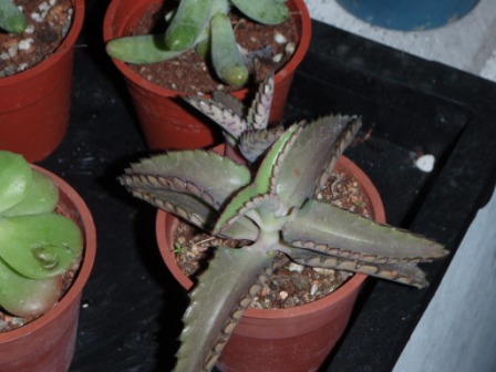 «ö¦¹¦b·sµøµ¡ÂsÄý¹Ï¤ù