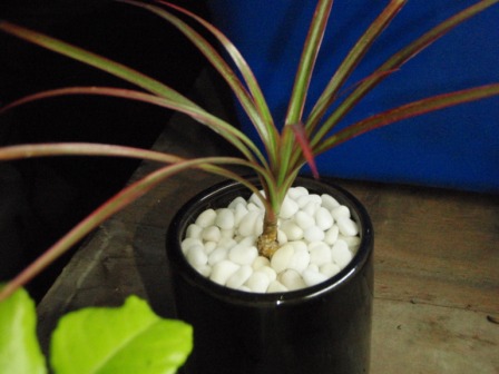 «ö¦¹¦b·sµøµ¡ÂsÄý¹Ï¤ù