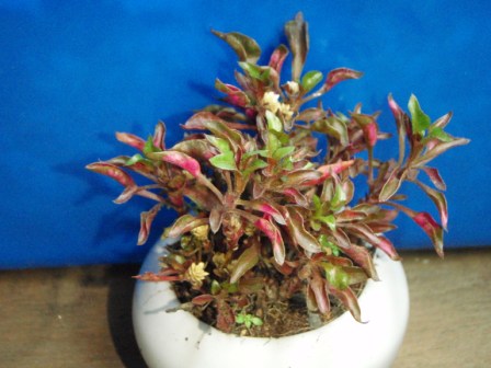 «ö¦¹¦b·sµøµ¡ÂsÄý¹Ï¤ù