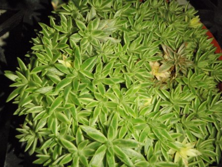 «ö¦¹¦b·sµøµ¡ÂsÄý¹Ï¤ù