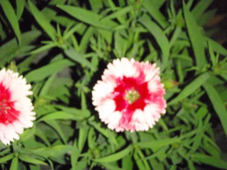 «ö¦¹¦b·sµøµ¡ÂsÄý¹Ï¤ù