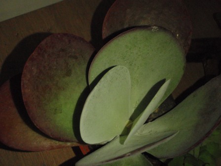 «ö¦¹¦b·sµøµ¡ÂsÄý¹Ï¤ù