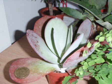 «ö¦¹¦b·sµøµ¡ÂsÄý¹Ï¤ù