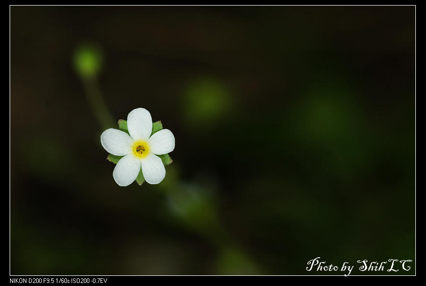 «ö¦¹¦b·sµøµ¡ÂsÄý¹Ï¤ù