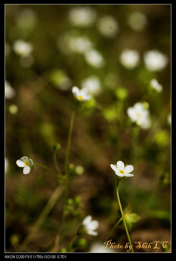 «ö¦¹¦b·sµøµ¡ÂsÄý¹Ï¤ù