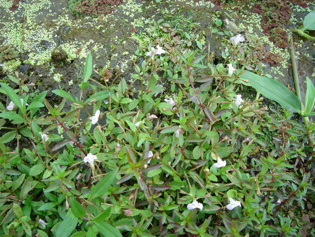 «ö¦¹¦b·sµøµ¡ÂsÄý¹Ï¤ù