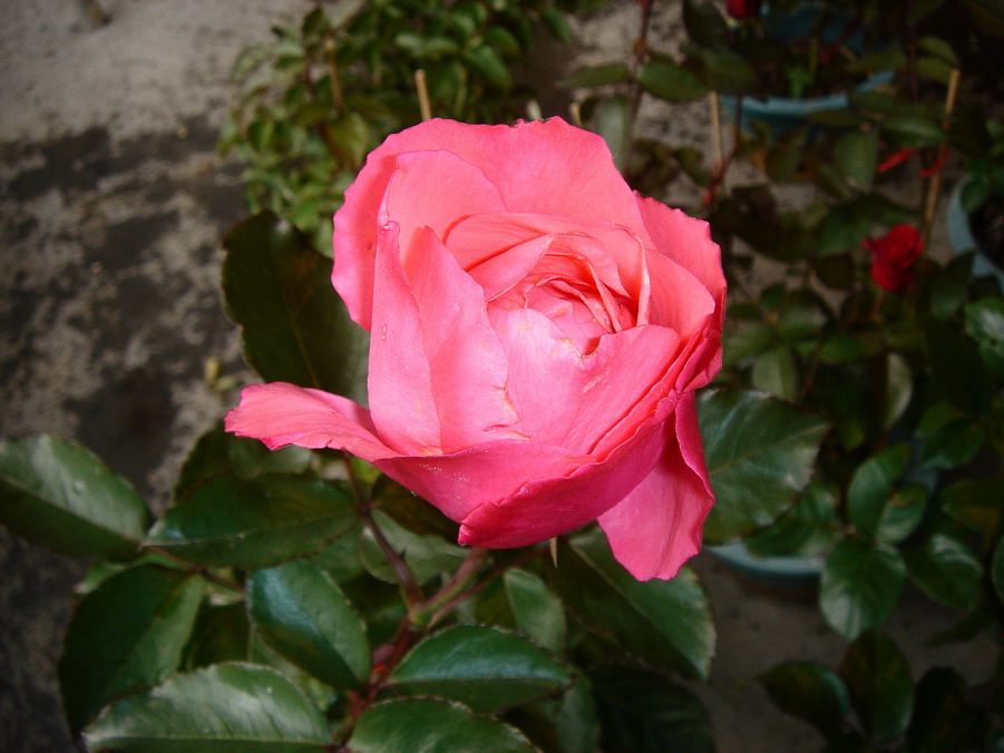 «ö¦¹¦b·sµøµ¡ÂsÄý¹Ï¤ù