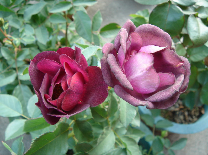 «ö¦¹¦b·sµøµ¡ÂsÄý¹Ï¤ù