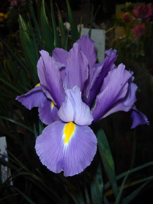 «ö¦¹¦b·sµøµ¡ÂsÄý¹Ï¤ù