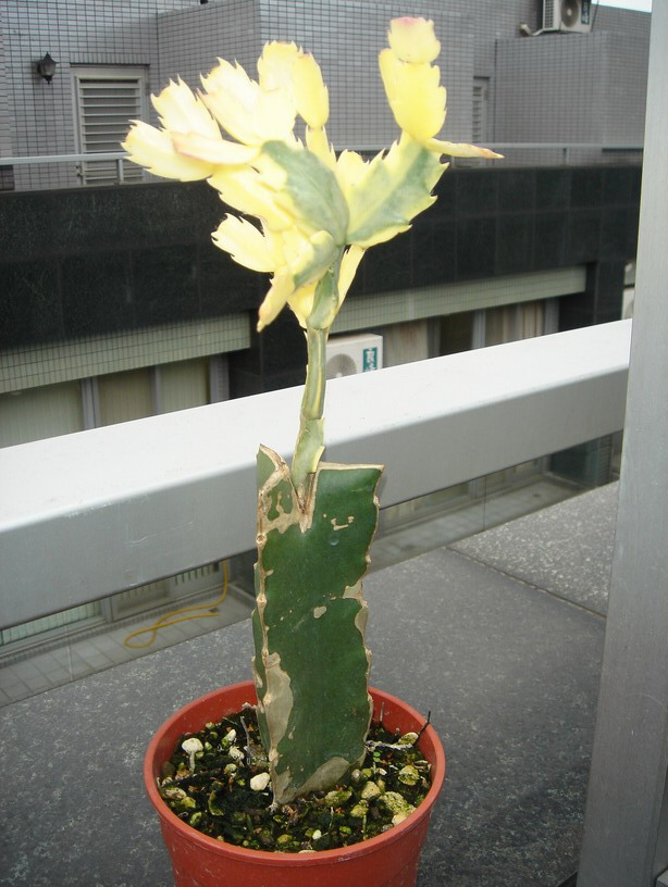 «ö¦¹¦b·sµøµ¡ÂsÄý¹Ï¤ù