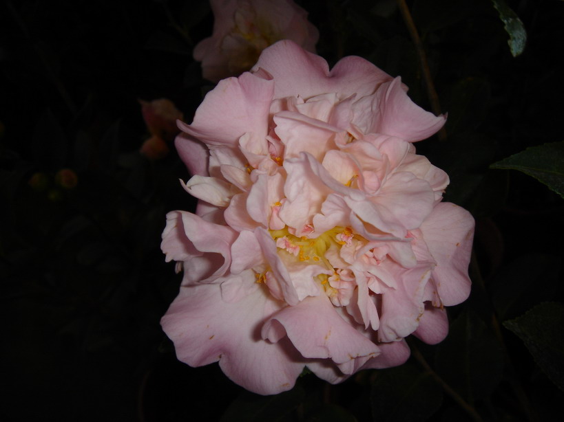 «ö¦¹¦b·sµøµ¡ÂsÄý¹Ï¤ù