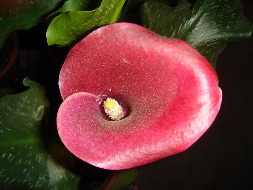 «ö¦¹¦b·sµøµ¡ÂsÄý¹Ï¤ù