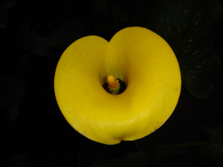 «ö¦¹¦b·sµøµ¡ÂsÄý¹Ï¤ù