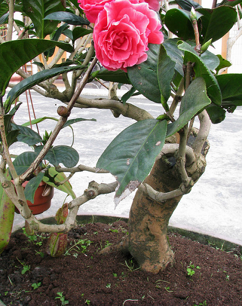 «ö¦¹¦b·sµøµ¡ÂsÄý¹Ï¤ù