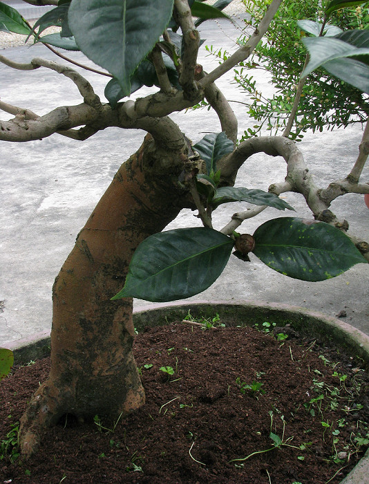 «ö¦¹¦b·sµøµ¡ÂsÄý¹Ï¤ù