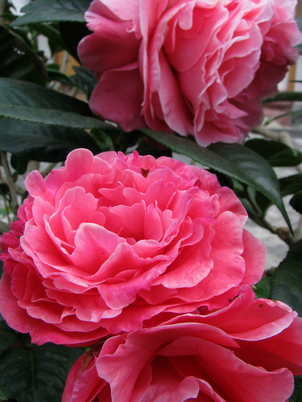 «ö¦¹¦b·sµøµ¡ÂsÄý¹Ï¤ù