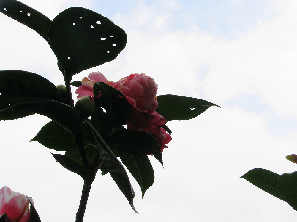 «ö¦¹¦b·sµøµ¡ÂsÄý¹Ï¤ù