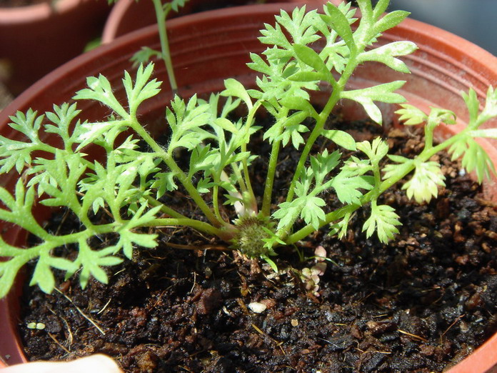 «ö¦¹¦b·sµøµ¡ÂsÄý¹Ï¤ù