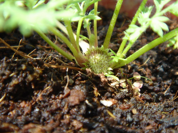 «ö¦¹¦b·sµøµ¡ÂsÄý¹Ï¤ù