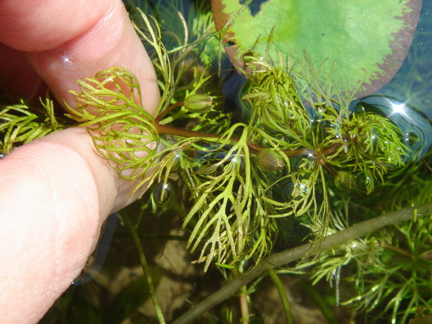 «ö¦¹¦b·sµøµ¡ÂsÄý¹Ï¤ù