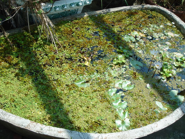 «ö¦¹¦b·sµøµ¡ÂsÄý¹Ï¤ù