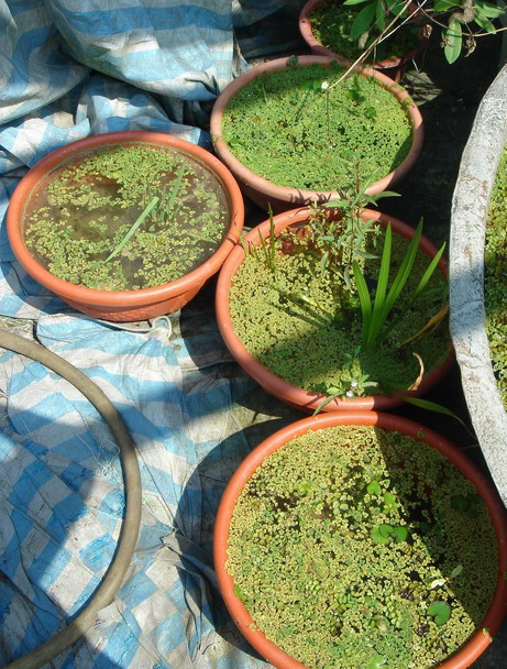 «ö¦¹¦b·sµøµ¡ÂsÄý¹Ï¤ù