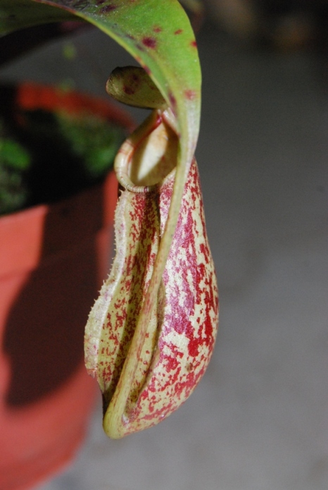 «ö¦¹¦b·sµøµ¡ÂsÄý¹Ï¤ù