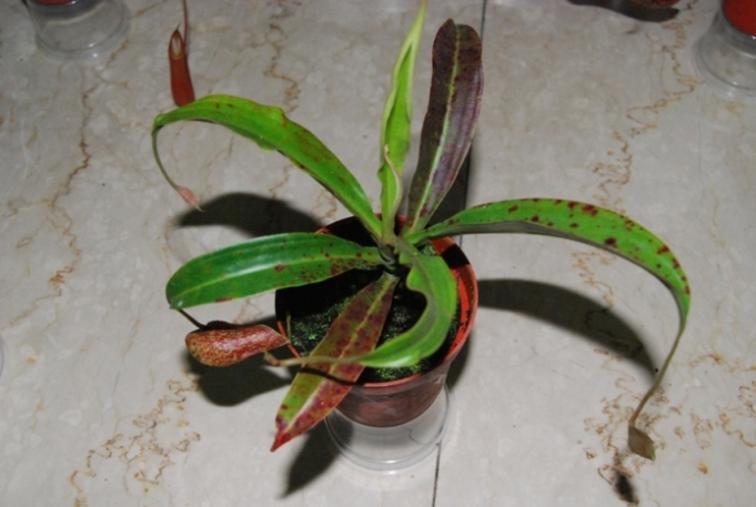 «ö¦¹¦b·sµøµ¡ÂsÄý¹Ï¤ù