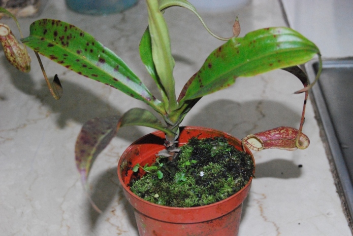 «ö¦¹¦b·sµøµ¡ÂsÄý¹Ï¤ù