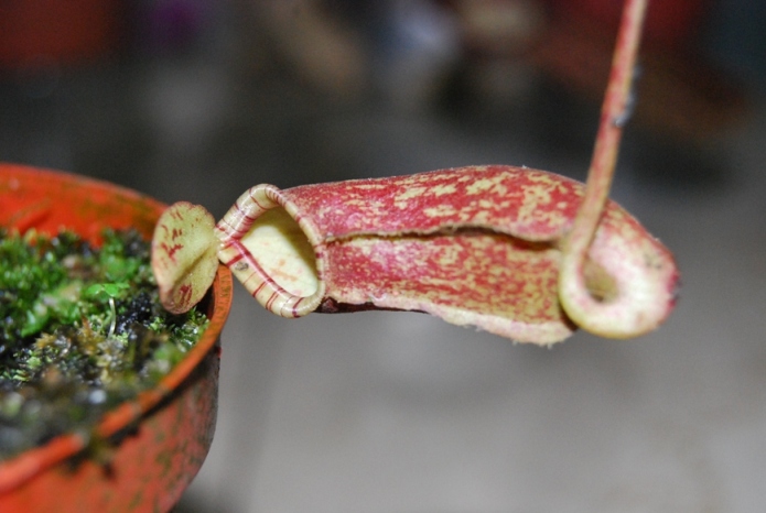 «ö¦¹¦b·sµøµ¡ÂsÄý¹Ï¤ù