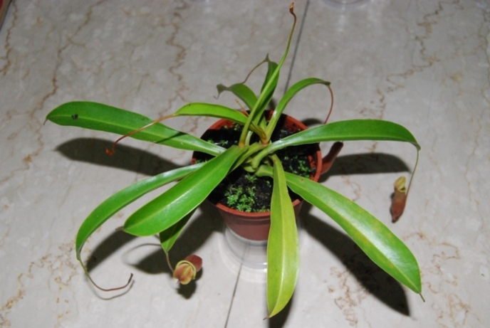 «ö¦¹¦b·sµøµ¡ÂsÄý¹Ï¤ù