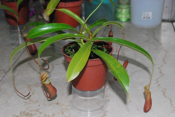 «ö¦¹¦b·sµøµ¡ÂsÄý¹Ï¤ù