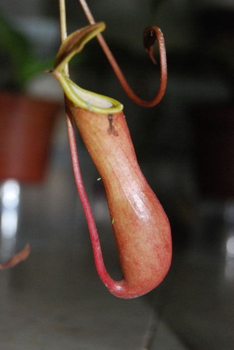 «ö¦¹¦b·sµøµ¡ÂsÄý¹Ï¤ù