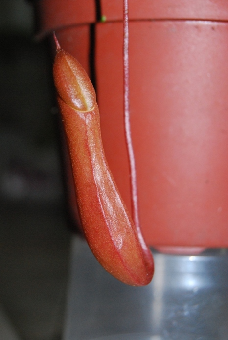 «ö¦¹¦b·sµøµ¡ÂsÄý¹Ï¤ù