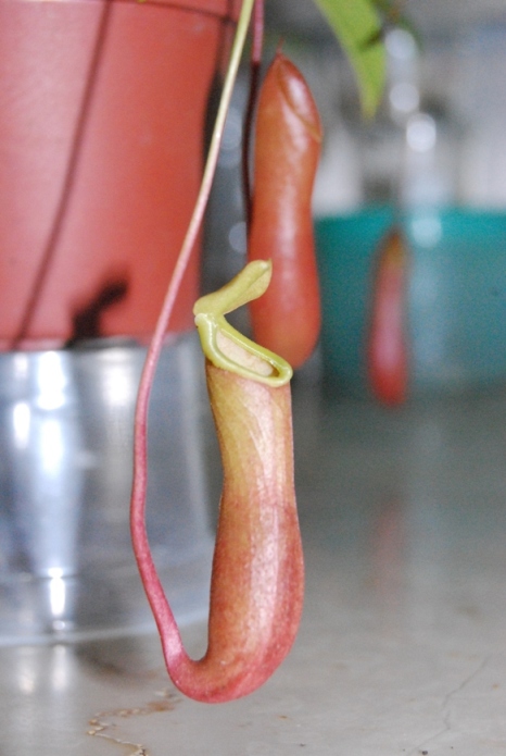 «ö¦¹¦b·sµøµ¡ÂsÄý¹Ï¤ù