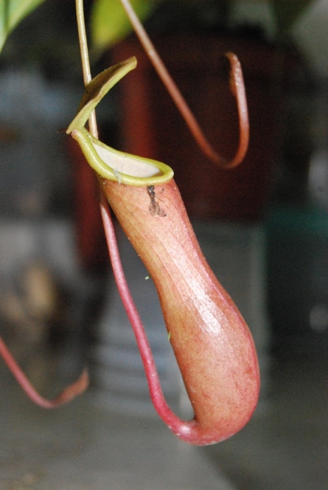 «ö¦¹¦b·sµøµ¡ÂsÄý¹Ï¤ù