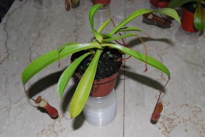 «ö¦¹¦b·sµøµ¡ÂsÄý¹Ï¤ù