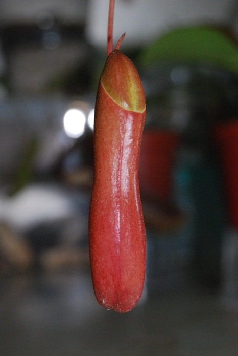 «ö¦¹¦b·sµøµ¡ÂsÄý¹Ï¤ù