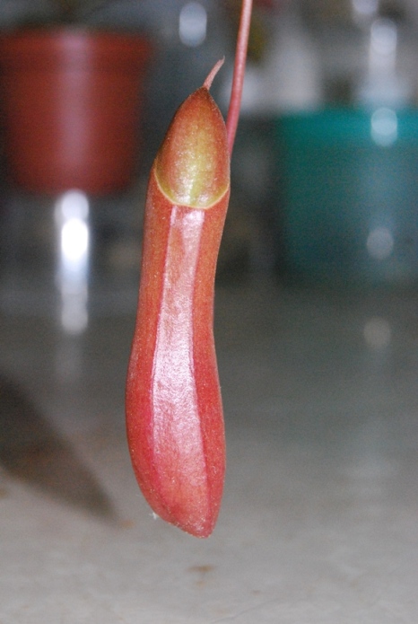 «ö¦¹¦b·sµøµ¡ÂsÄý¹Ï¤ù