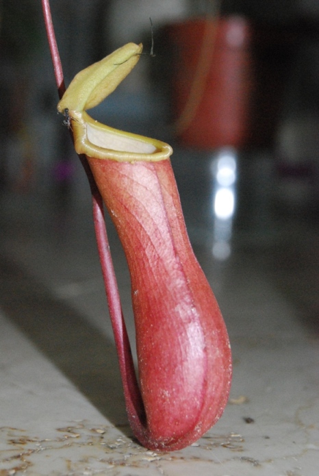 «ö¦¹¦b·sµøµ¡ÂsÄý¹Ï¤ù