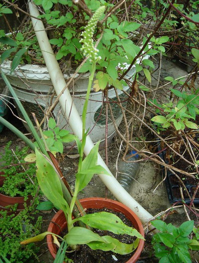 «ö¦¹¦b·sµøµ¡ÂsÄý¹Ï¤ù