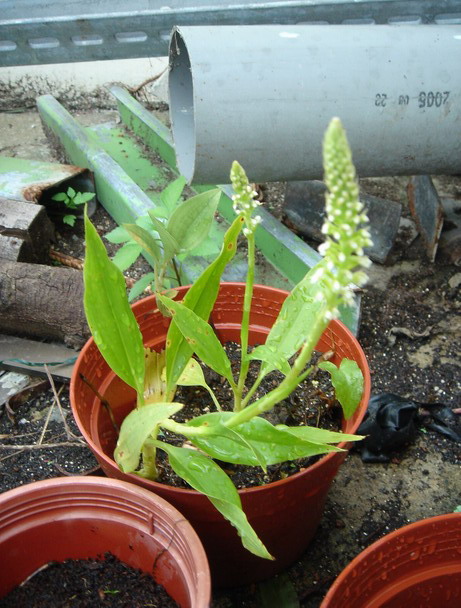 «ö¦¹¦b·sµøµ¡ÂsÄý¹Ï¤ù