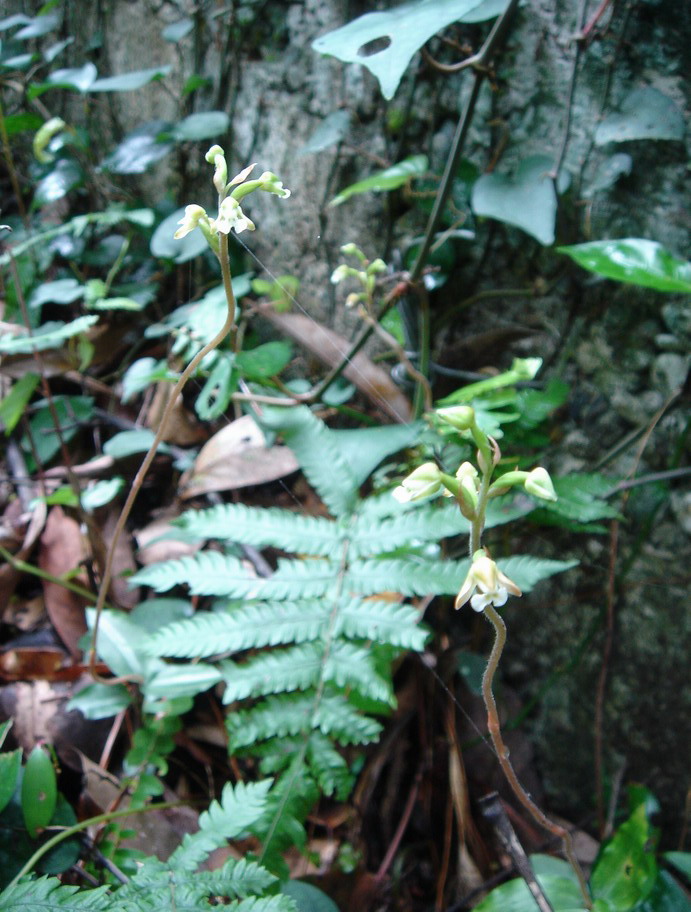 «ö¦¹¦b·sµøµ¡ÂsÄý¹Ï¤ù