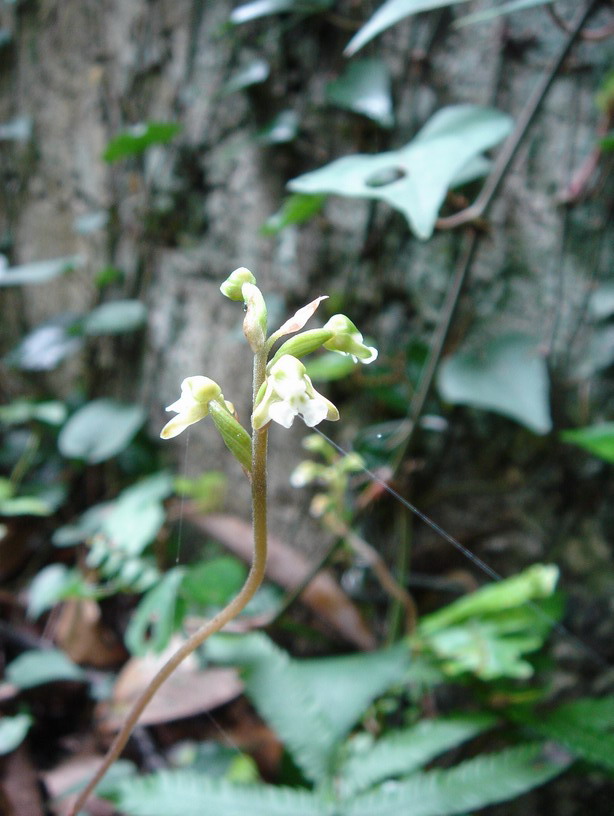 «ö¦¹¦b·sµøµ¡ÂsÄý¹Ï¤ù