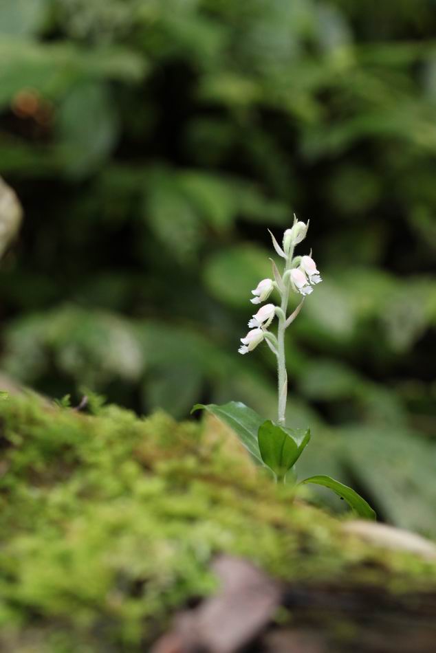 «ö¦¹¦b·sµøµ¡ÂsÄý¹Ï¤ù