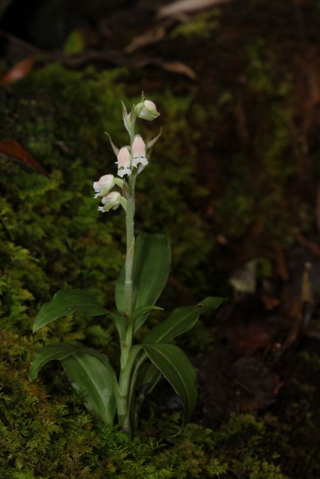 «ö¦¹¦b·sµøµ¡ÂsÄý¹Ï¤ù