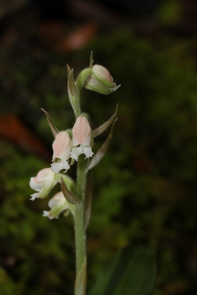 «ö¦¹¦b·sµøµ¡ÂsÄý¹Ï¤ù